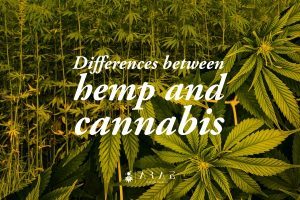 Where can I buy the best CBD gummies?