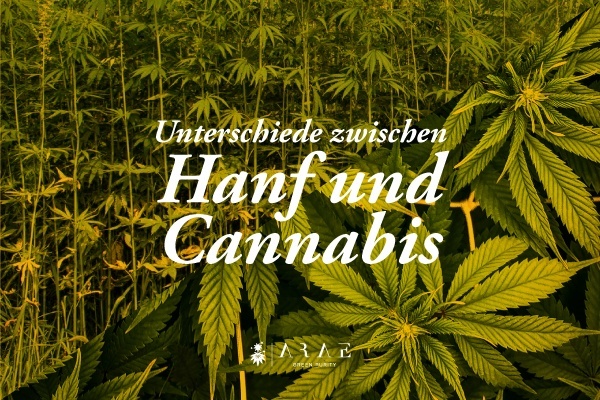 Bild zeigt ein Hanffeld und eine Marihuanapflanze