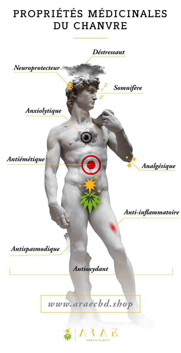 Infographie montrant les propriétés médicinales du chanvre* Infographie montrant les propriétés médicinales du chanvre*